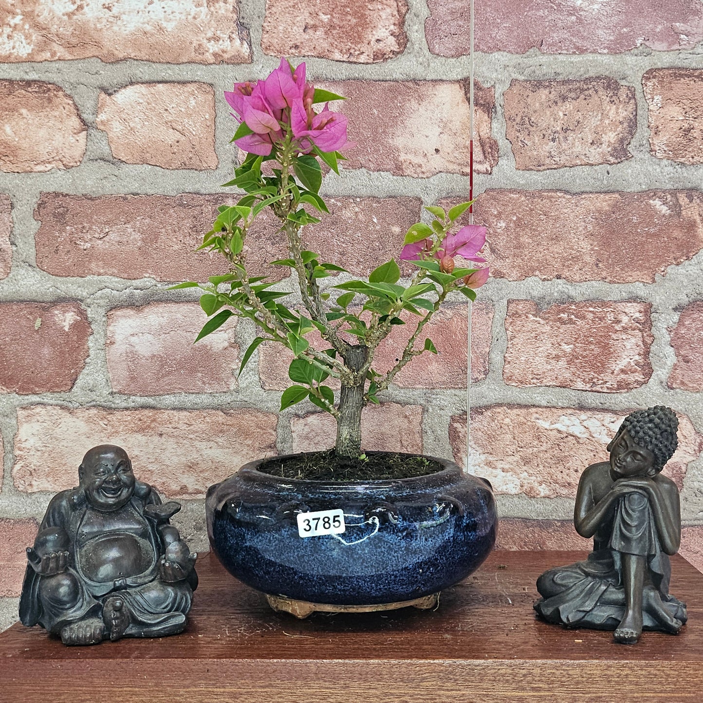 Bougainvillea Bonsai Tree | Broom | In 15cm Pot