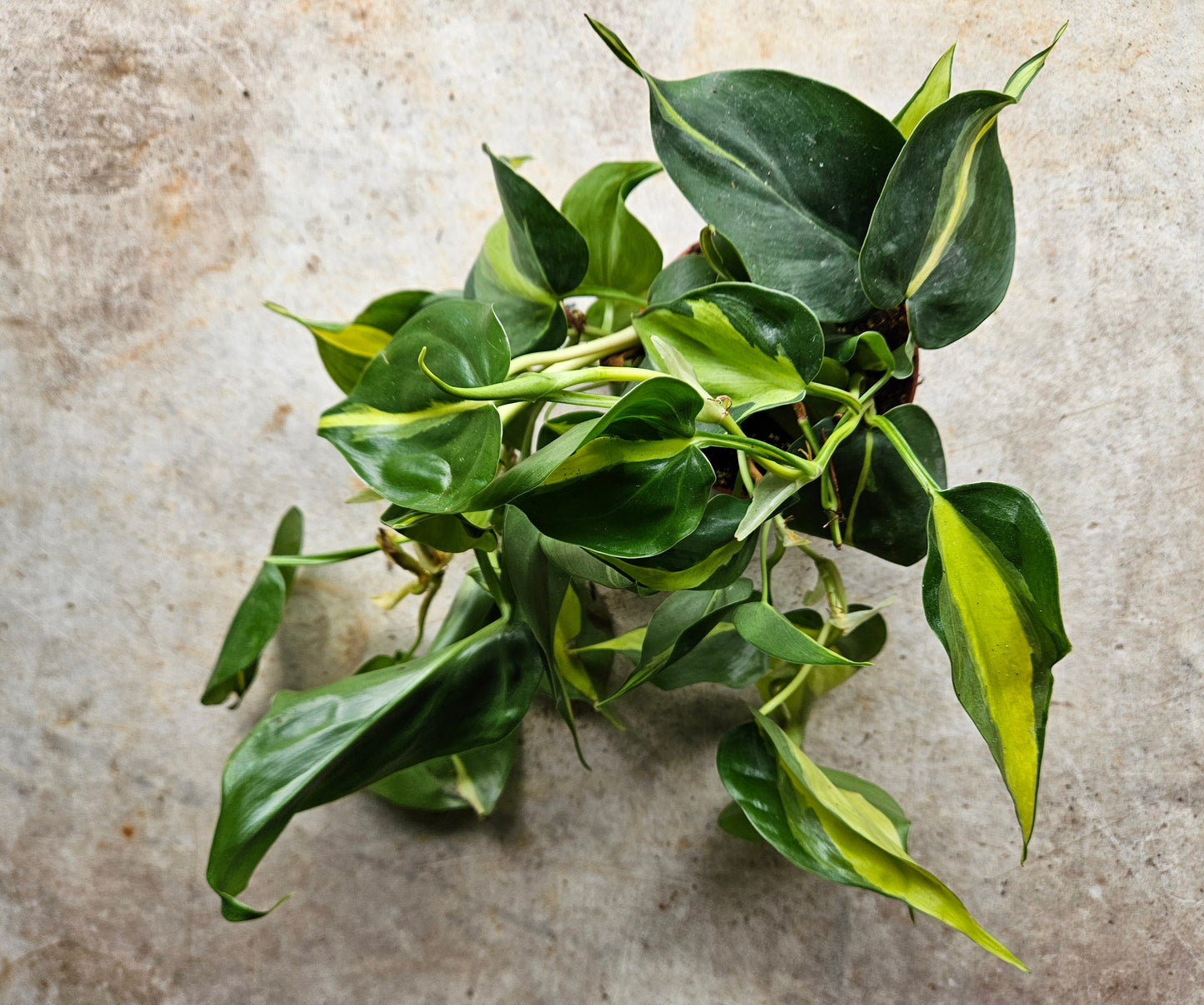 Philodendron scandens 'Brasil' (Pothos/ Devils Ivy)- Various sizes