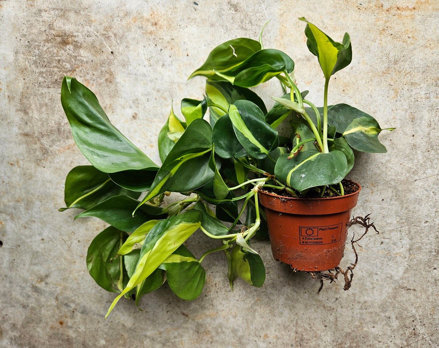 Philodendron scandens 'Brasil' (Pothos/ Devils Ivy)- Various sizes