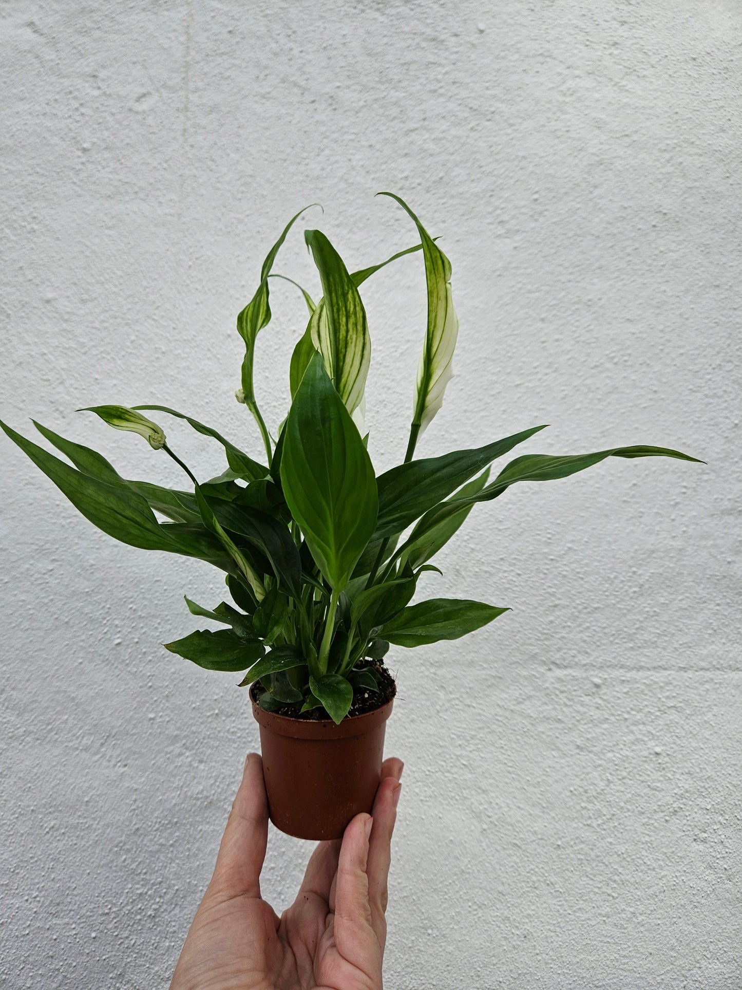 Spathiphyllum 'Pearl Cupido'- Peace lily