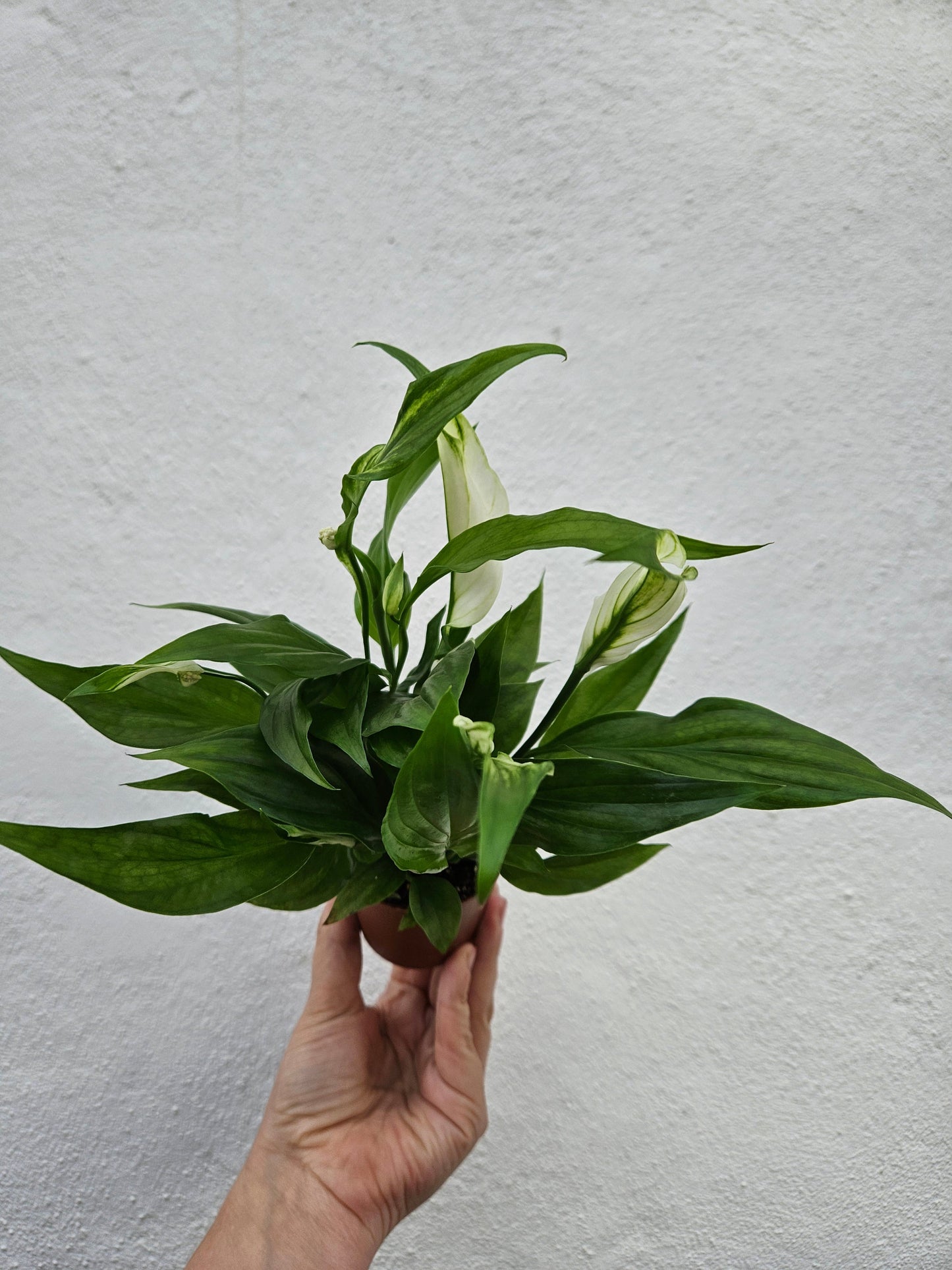 Spathiphyllum 'Pearl Cupido'- Peace lily