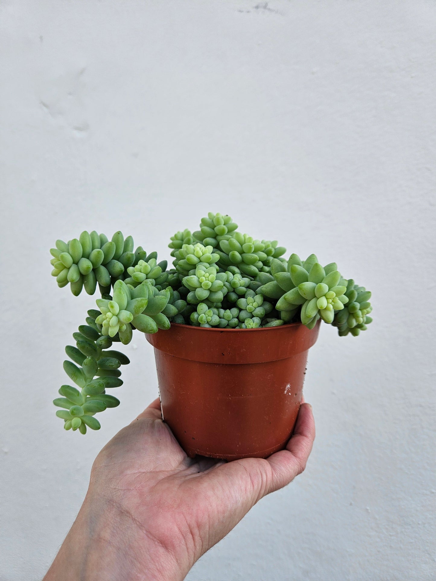 Sedum morganianum 'Burrito' (Burros Tail / Donkey Tail) Various sizes