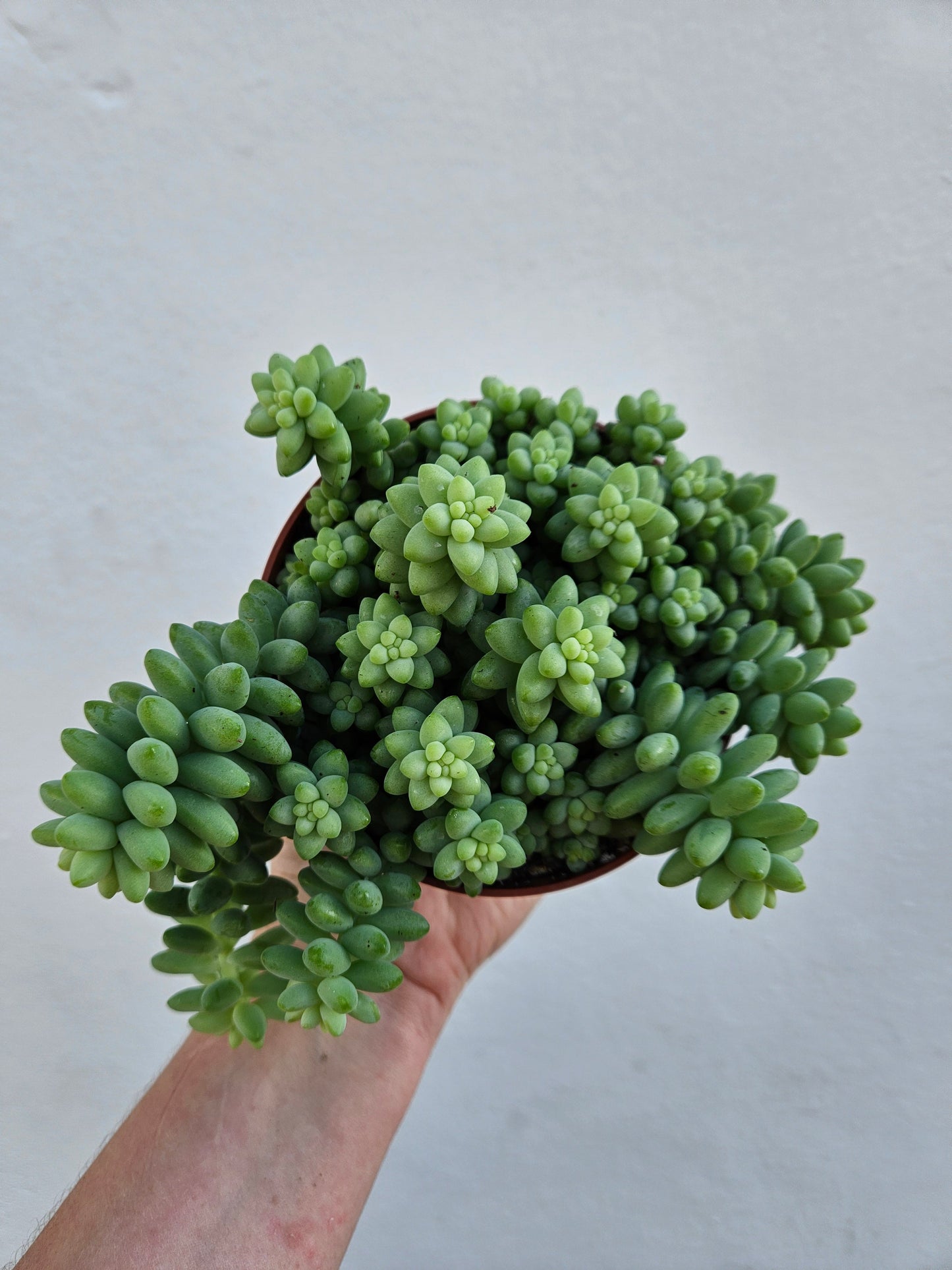 Sedum morganianum 'Burrito' (Burros Tail / Donkey Tail) Various sizes