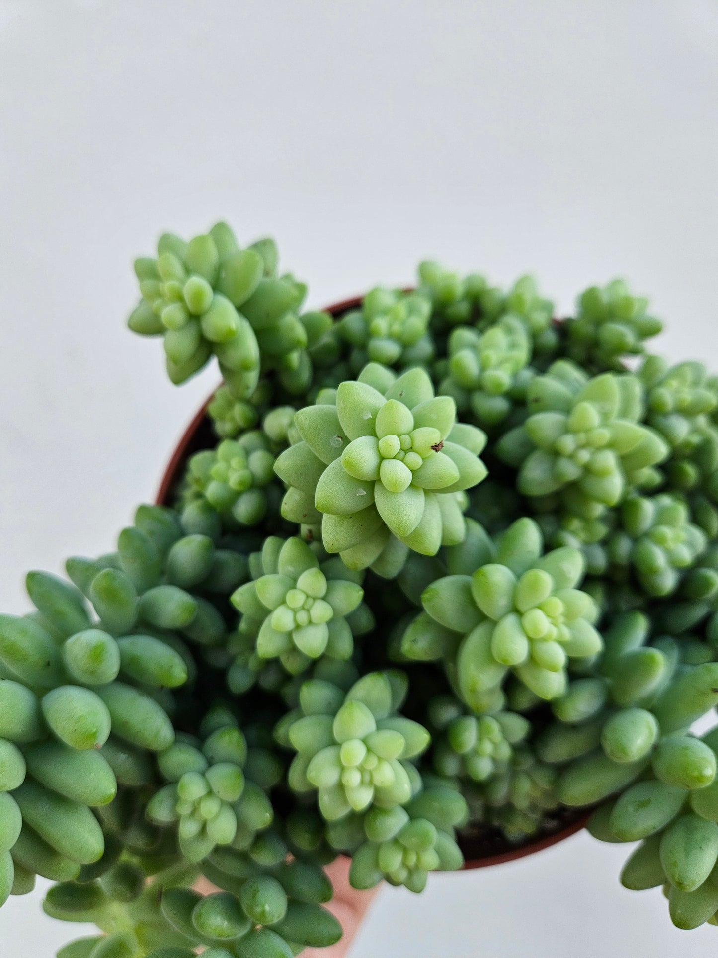 Sedum morganianum 'Burrito' (Burros Tail / Donkey Tail) Various sizes