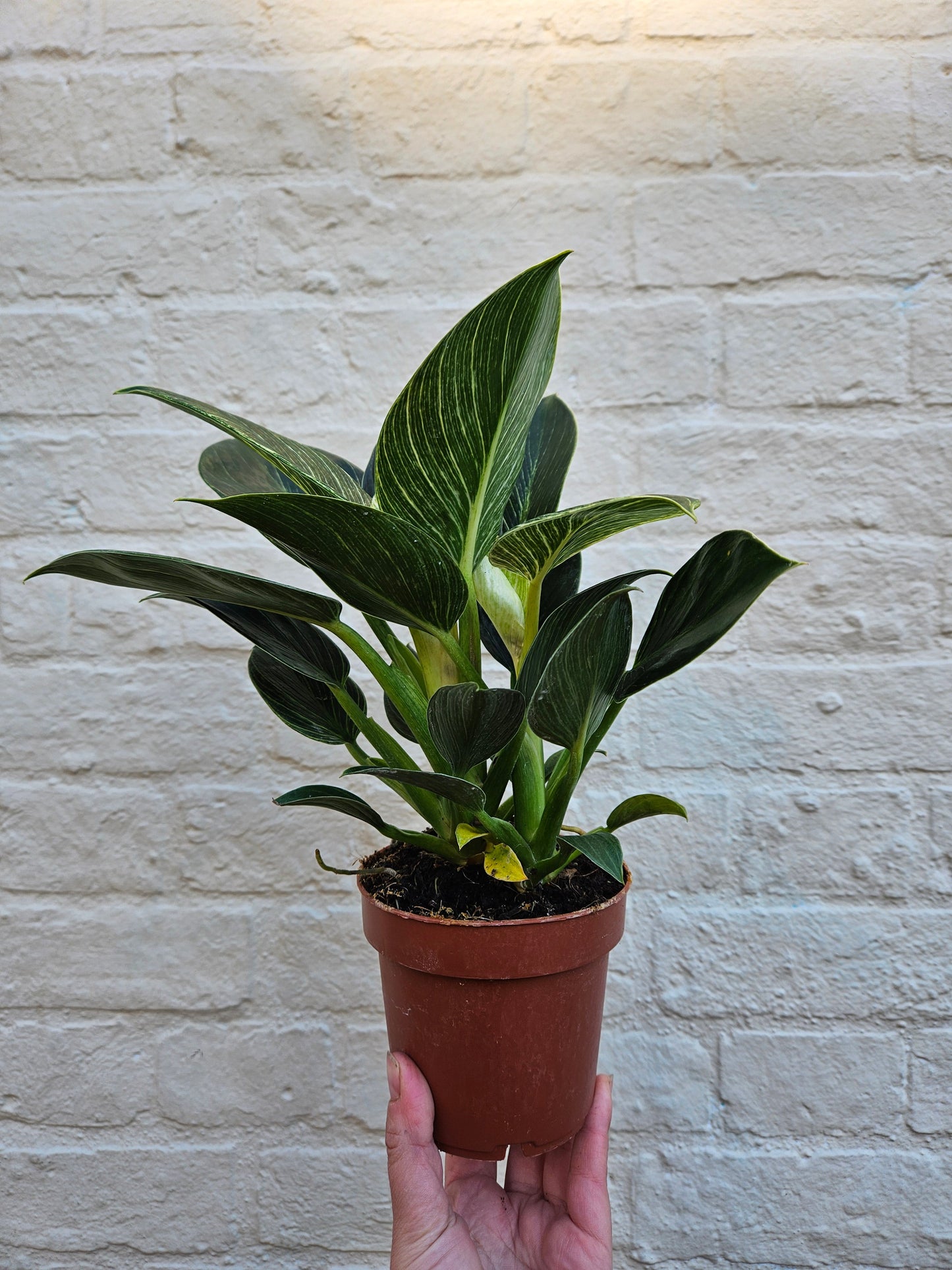 Philodendron birkin 'White veins'