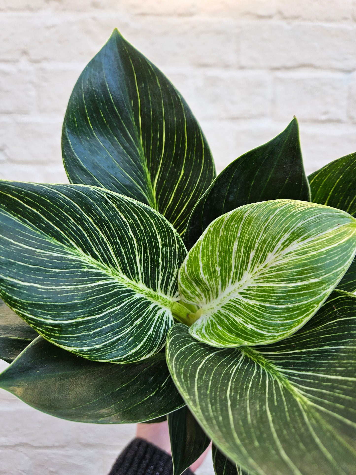 Philodendron birkin 'White veins'