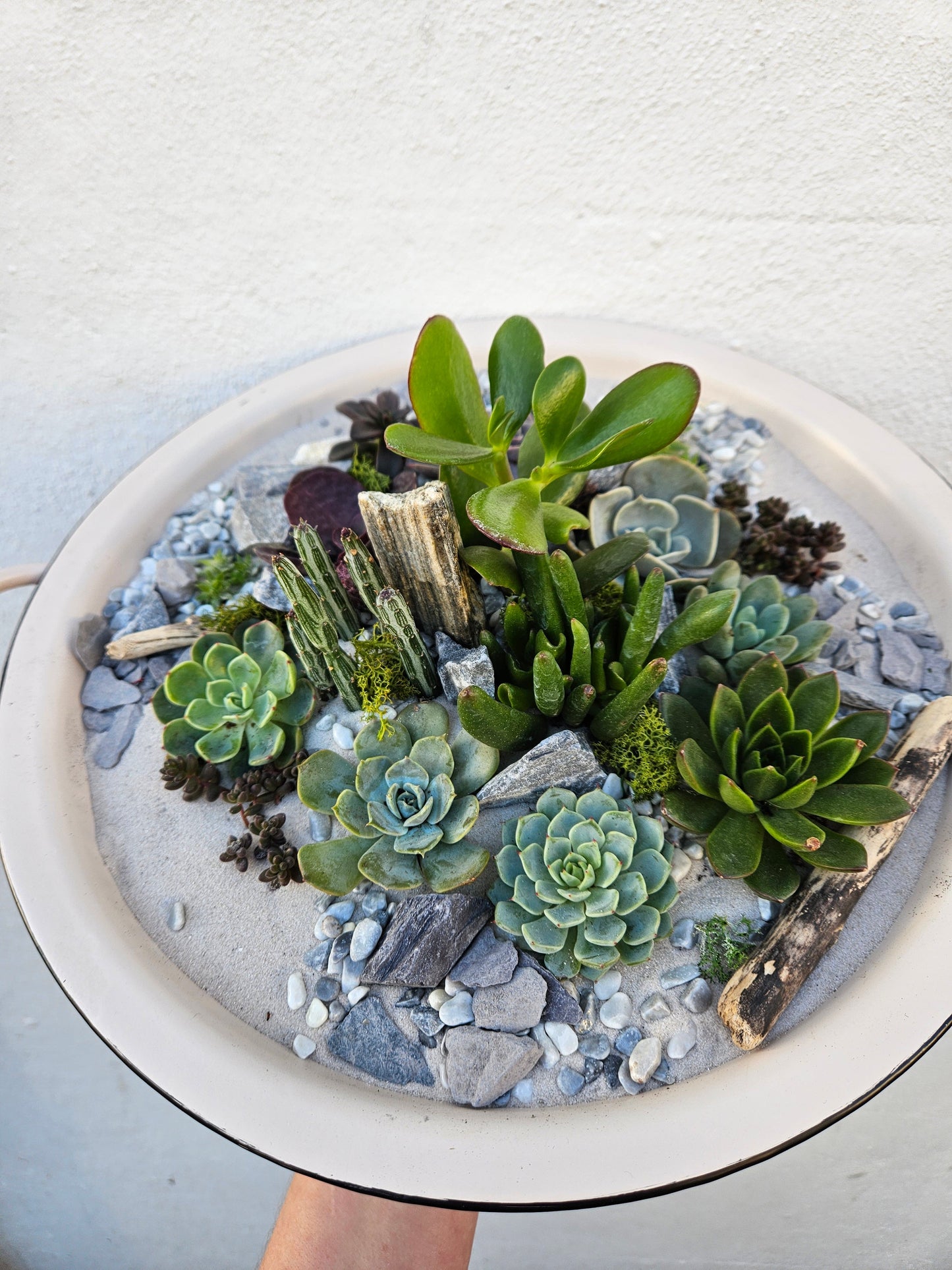 24/01/2026 at 11am Open Terrarium workshop