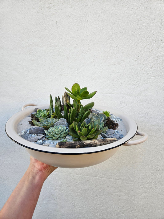 23/05/2026 at 11am Open Terrarium workshop