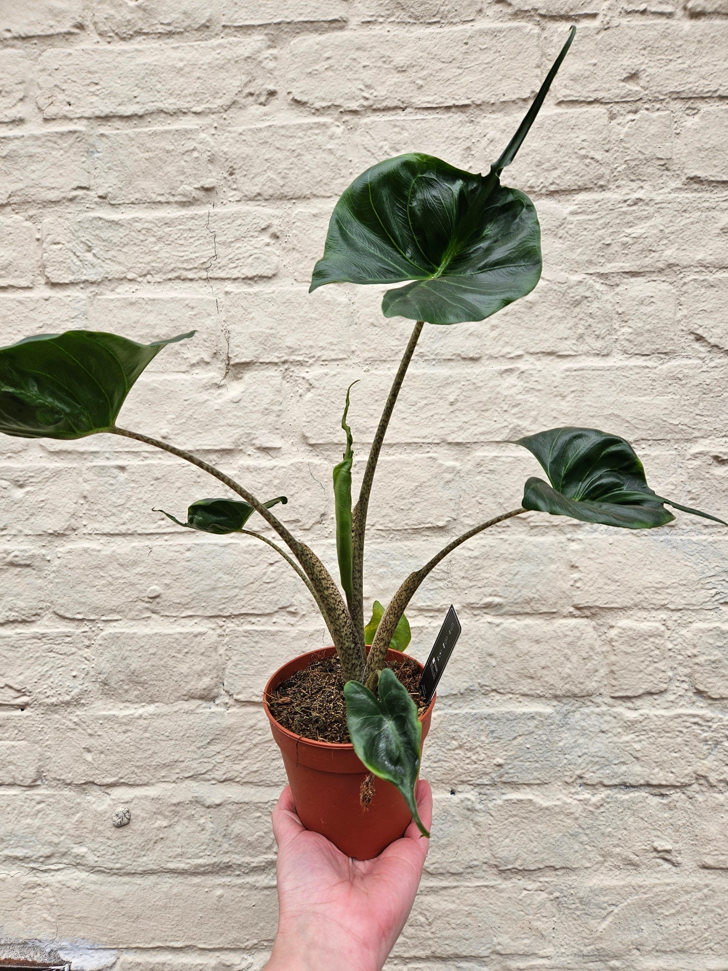 Alocasia macrorrhiza 'Stingray'