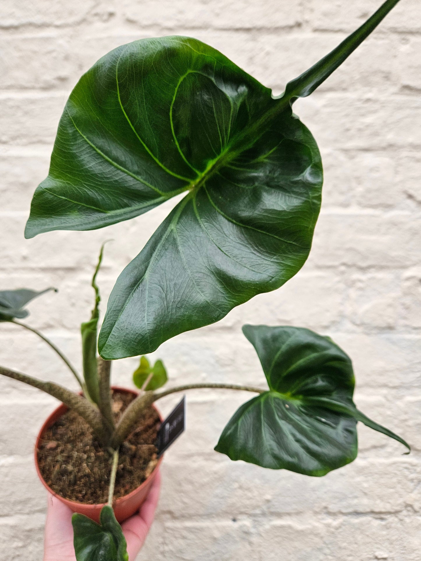 Alocasia macrorrhiza 'Stingray'