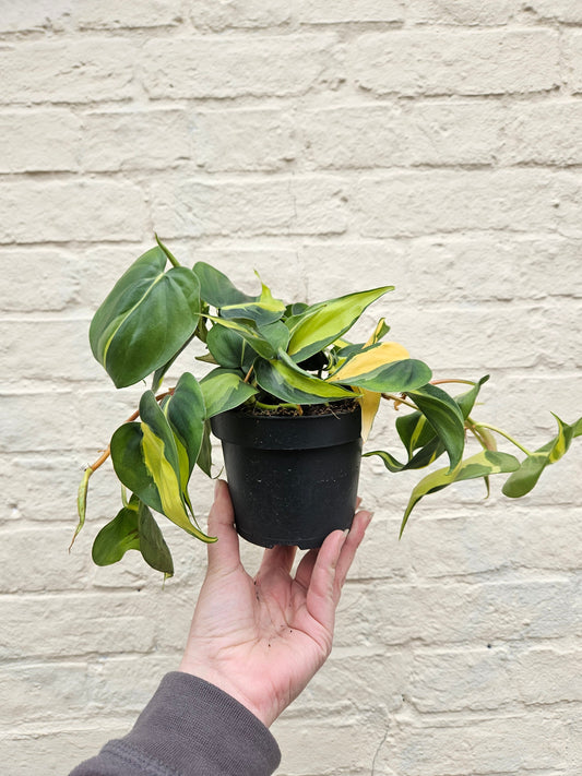 Philodendron scandens 'Brasil' (Pothos/ Devils Ivy)- Various sizes