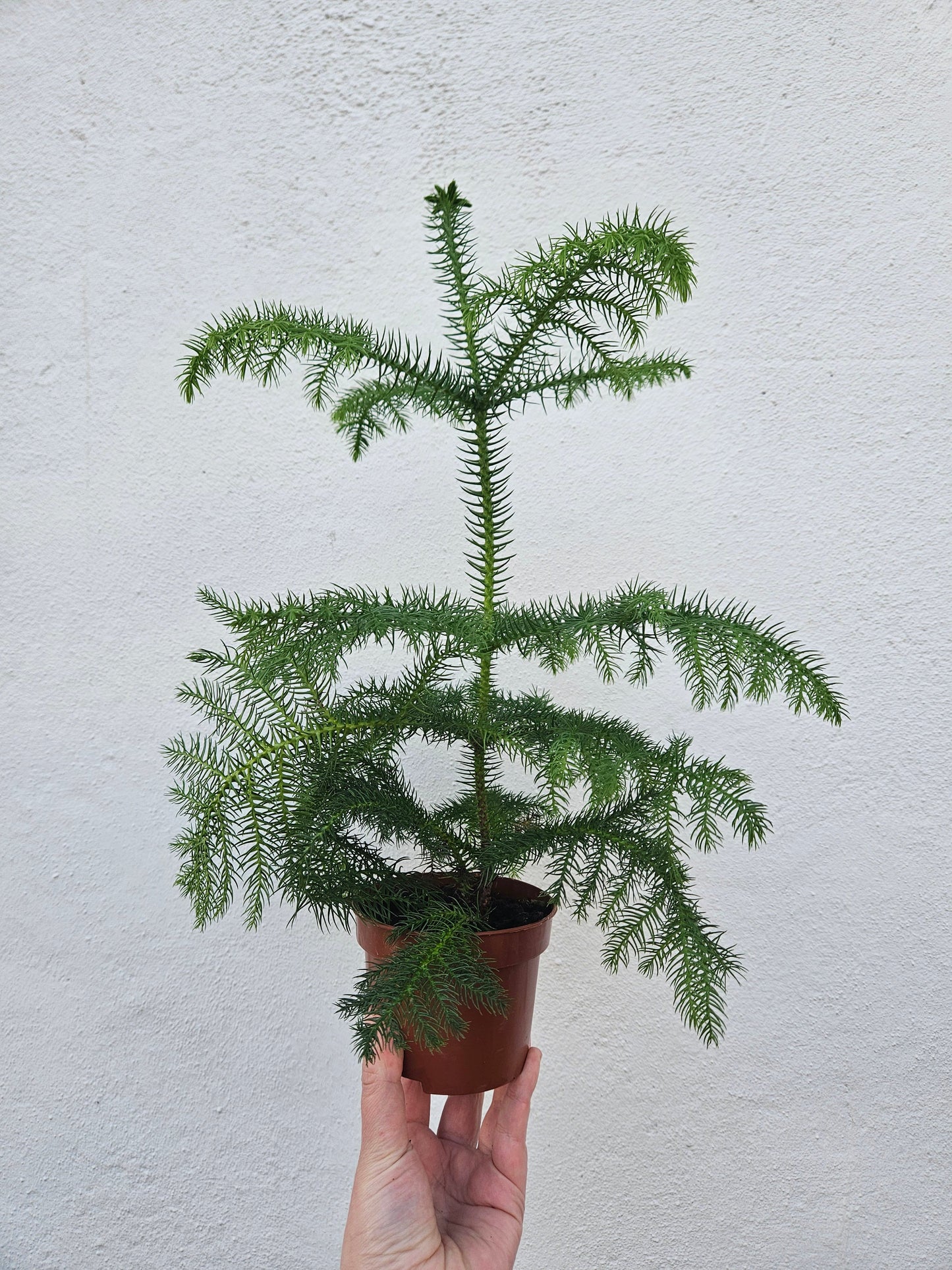 Araucaria heterophylla (Norfolk Island pine)