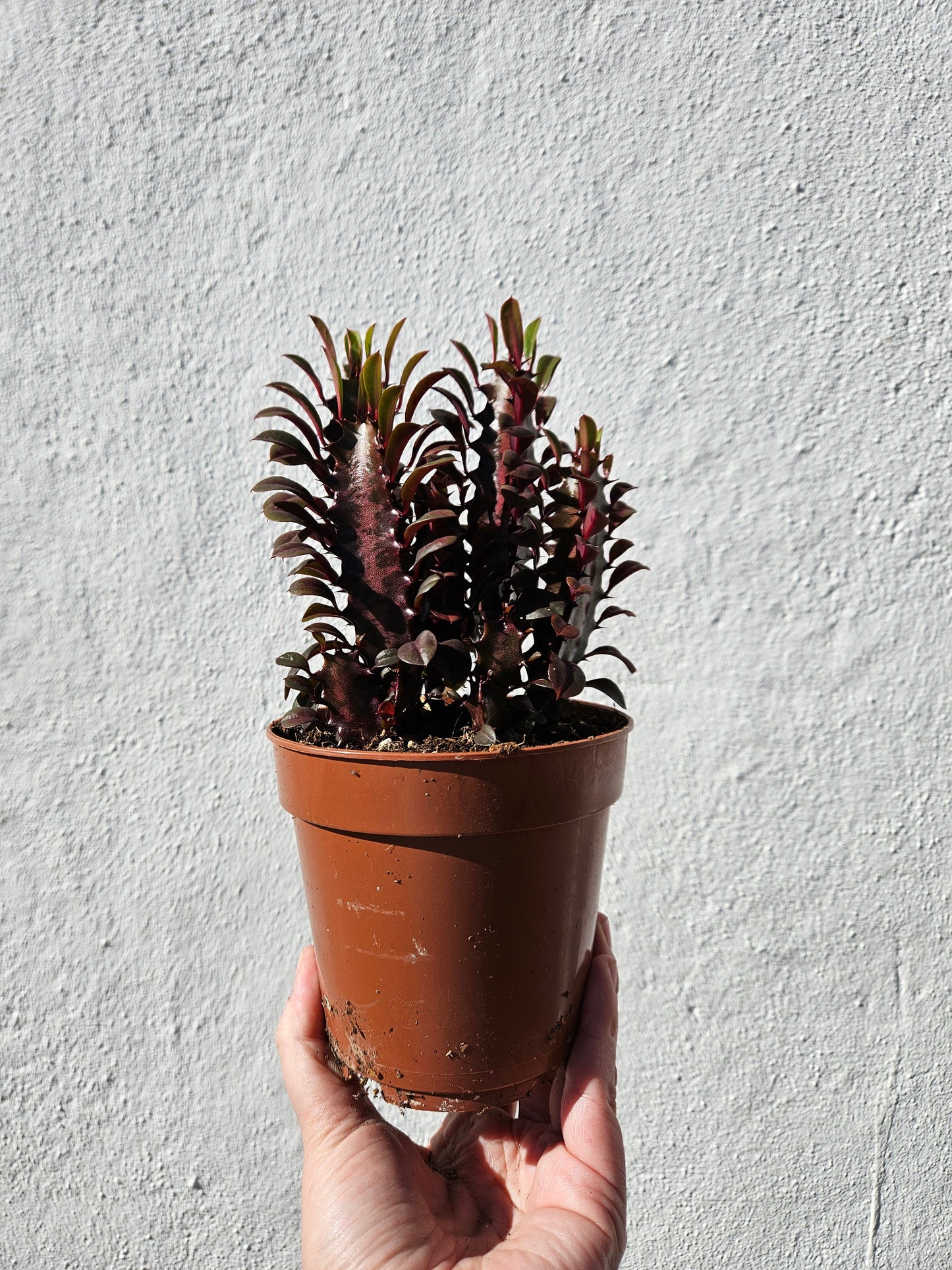 Euphorbia trigona 'Rubra' (African Milk Tree)