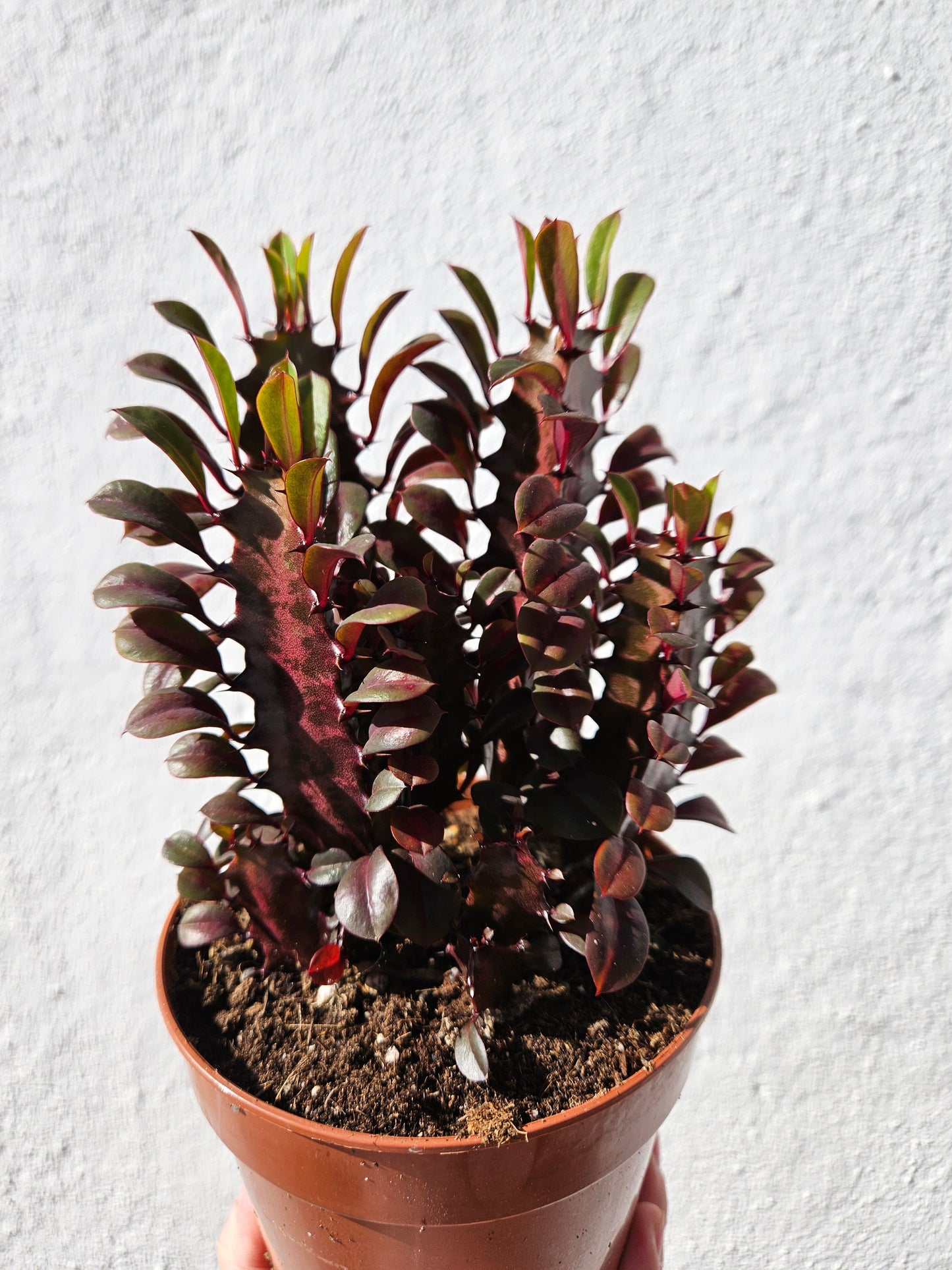 Euphorbia trigona 'Rubra' (African Milk Tree)