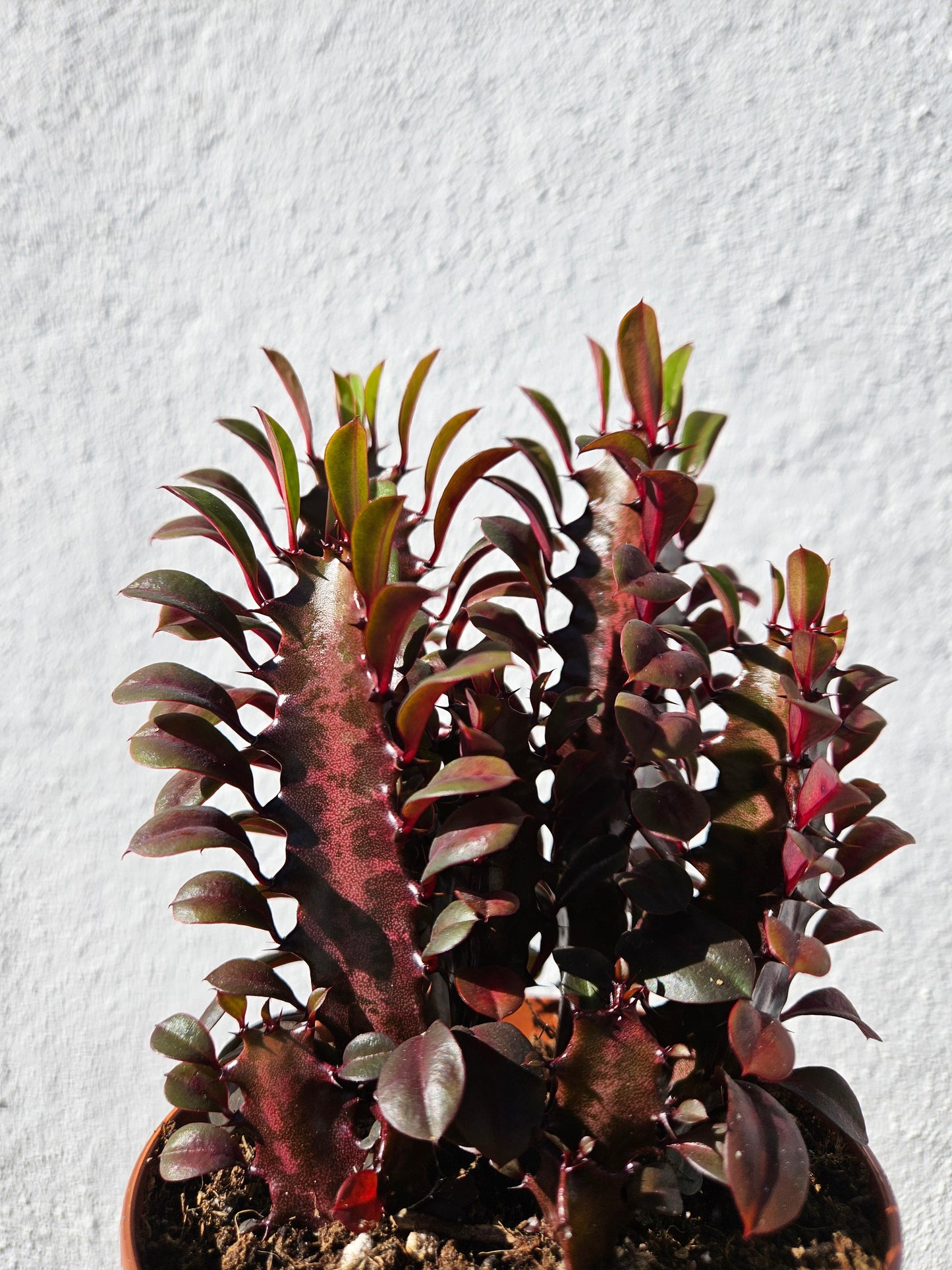 Euphorbia trigona 'Rubra' (African Milk Tree)