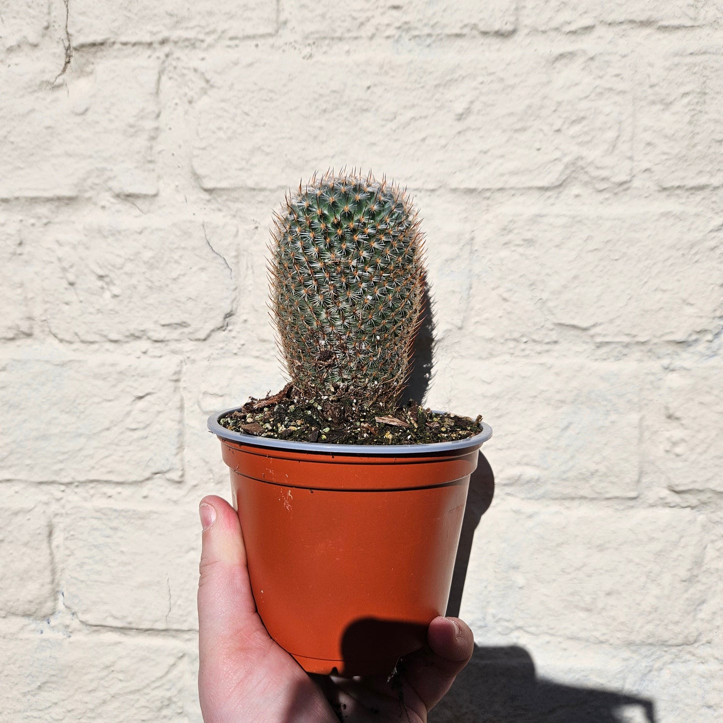 Mammillaria elegans (Pincushion cactus)- British Grown Cacti