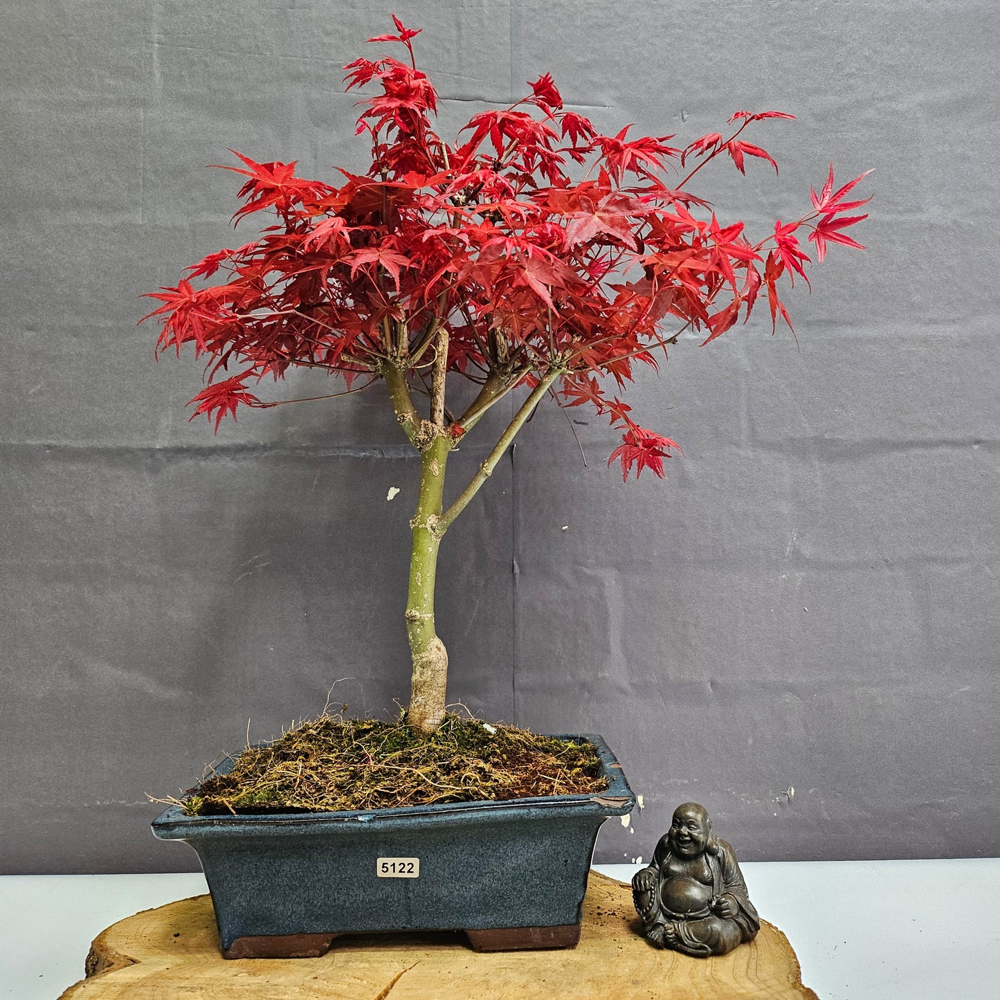 Japanese Maple (Acer) Bonsai Tree | Deshojo Informal Upright | In 25cm Pot