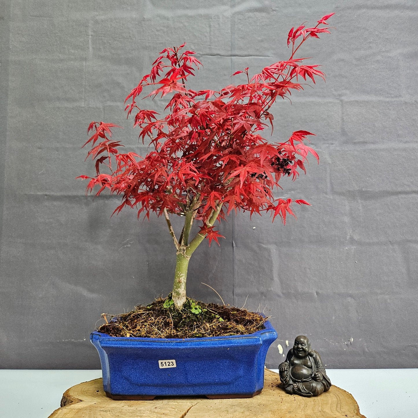 Japanese Maple (Acer) Bonsai Tree | Deshojo Informal Upright | In 25cm Pot
