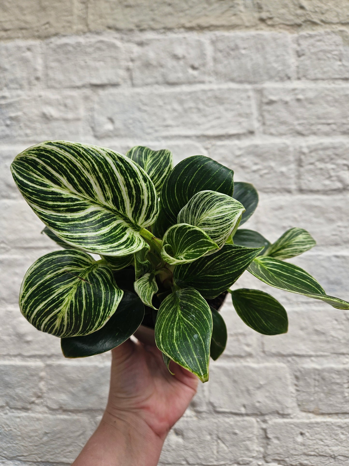 Philodendron birkin 'White veins'