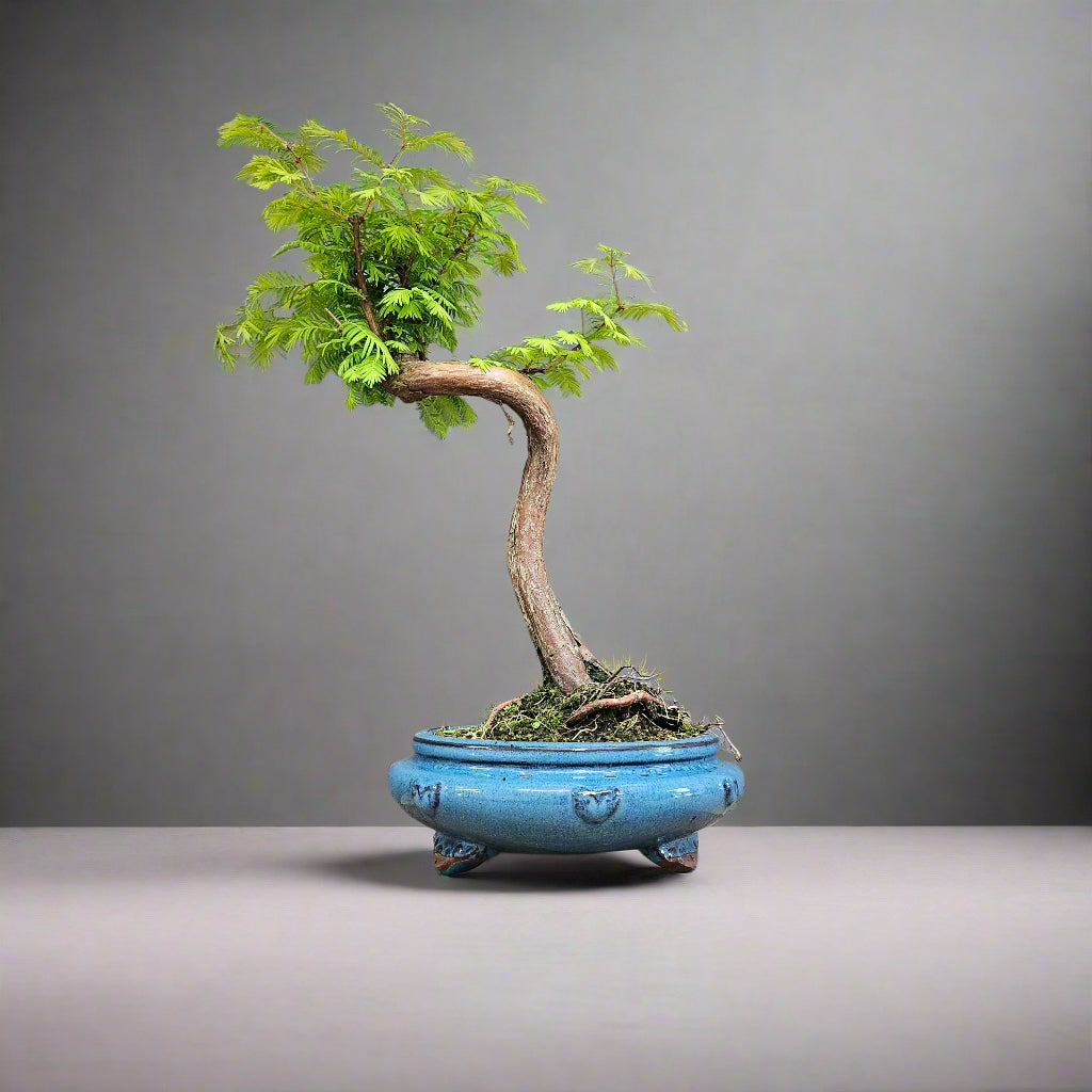 Dawn Redwood (Metasequoia) Bonsai Tree | Shaped | In 25cm Pot
