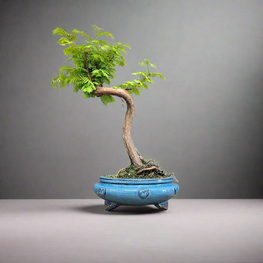 Dawn Redwood (Metasequoia) Bonsai Tree | Shaped | In 25cm Pot