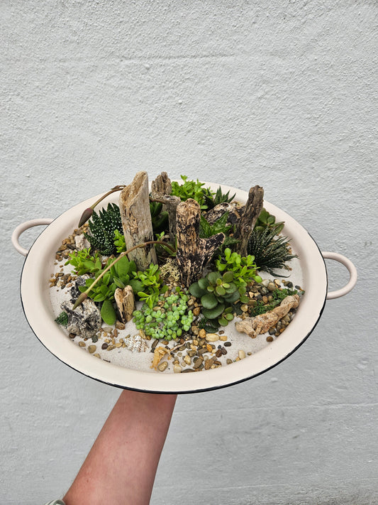 Open Terrarium Planted metal bowl with handles