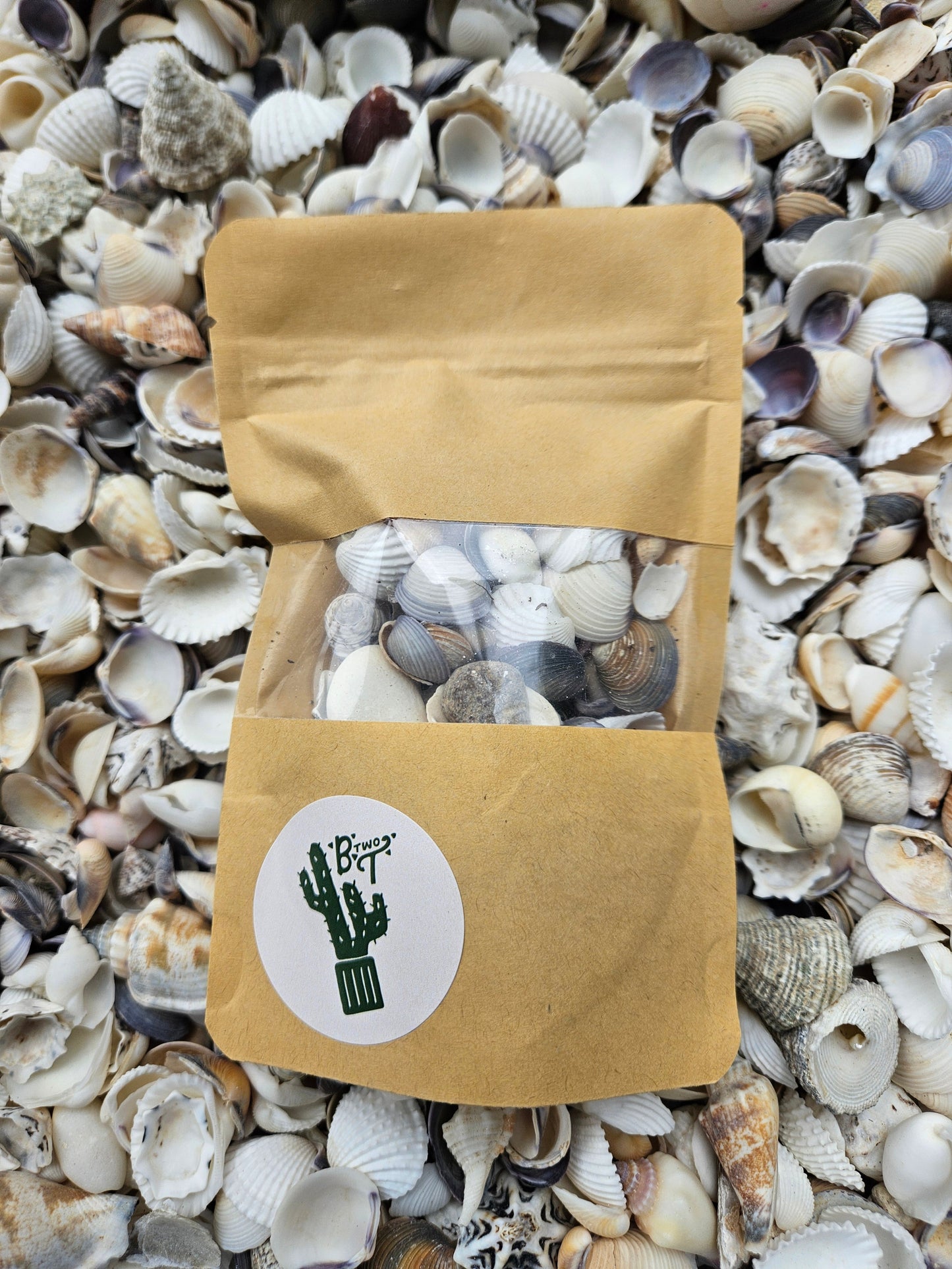 WHOLESALE DECORATIVE SHELLS