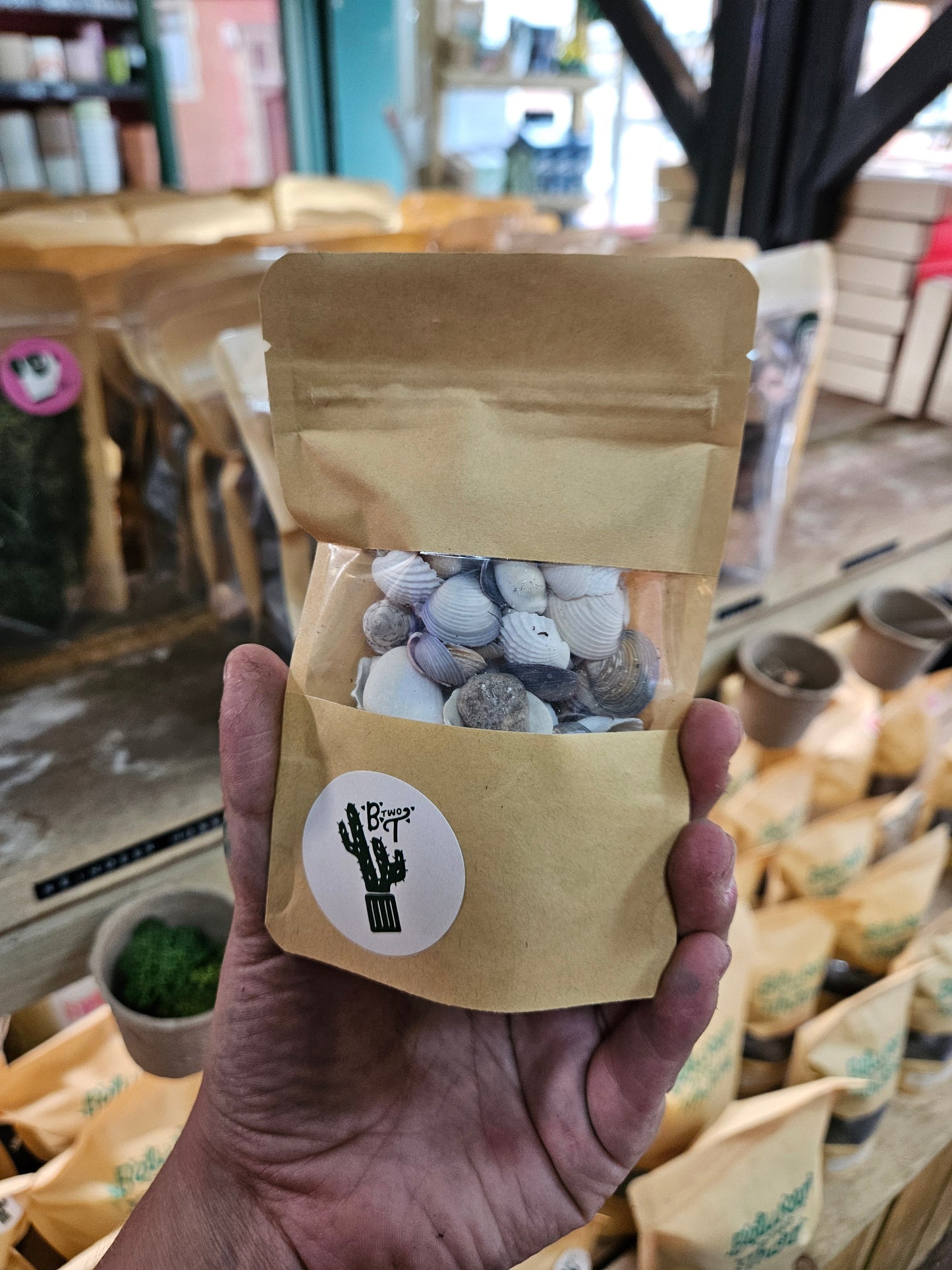 WHOLESALE DECORATIVE SHELLS