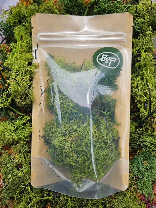 WHOLESALE DECORATIVE REINDEER MOSS (CLADONIA RANGIFERINA-DYED GREEN)