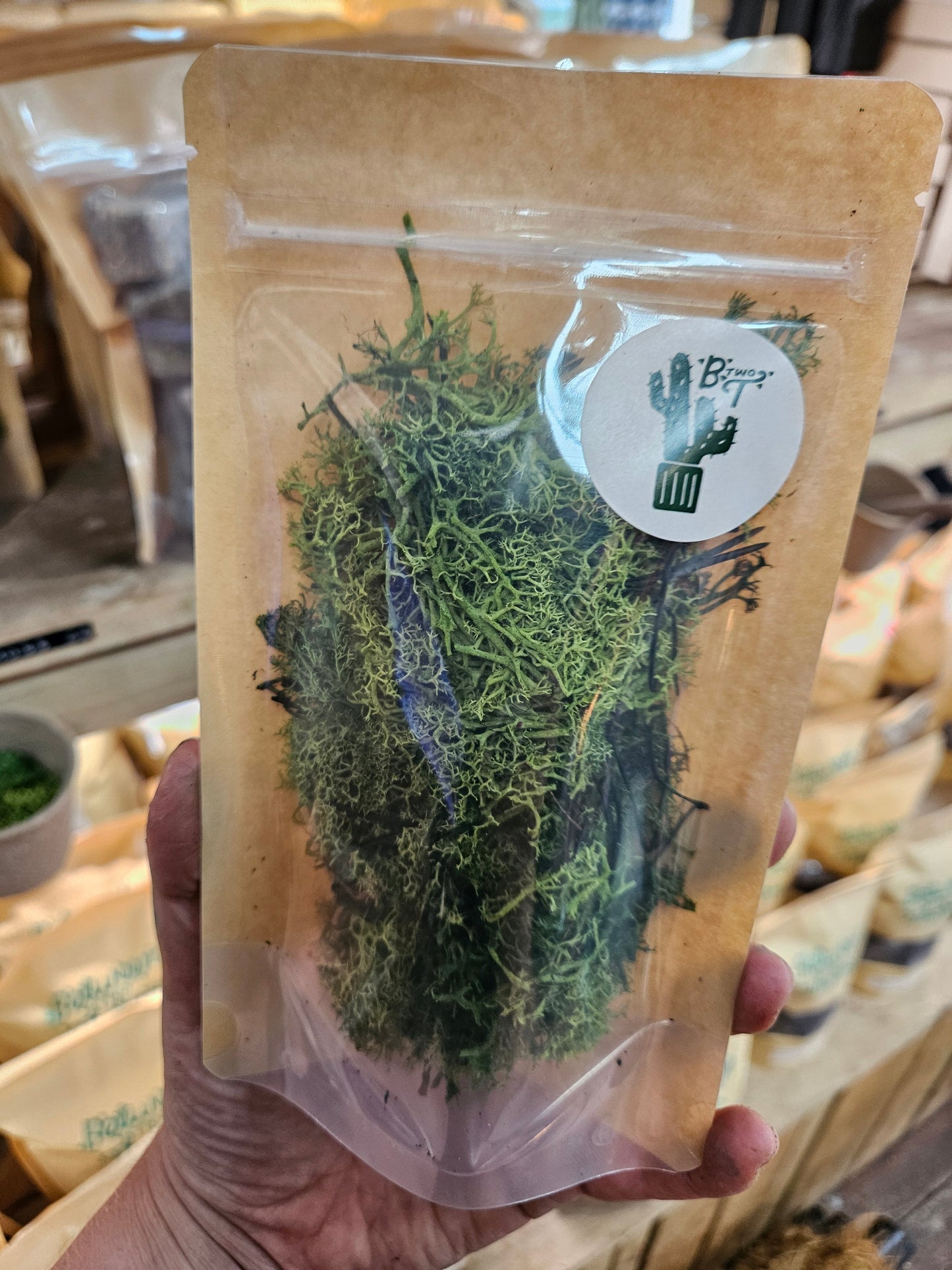 Decorative Reindeer Moss (Cladonia rangiferina-Dyed green)