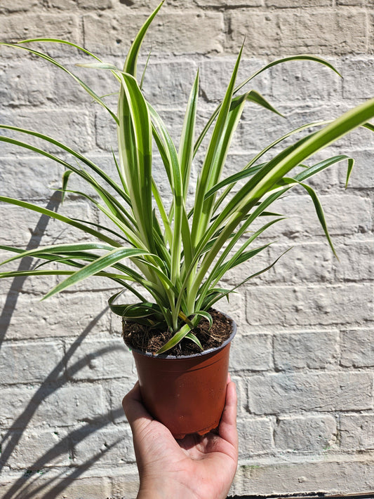 Chlorophytum comosum (Spider Plant)
