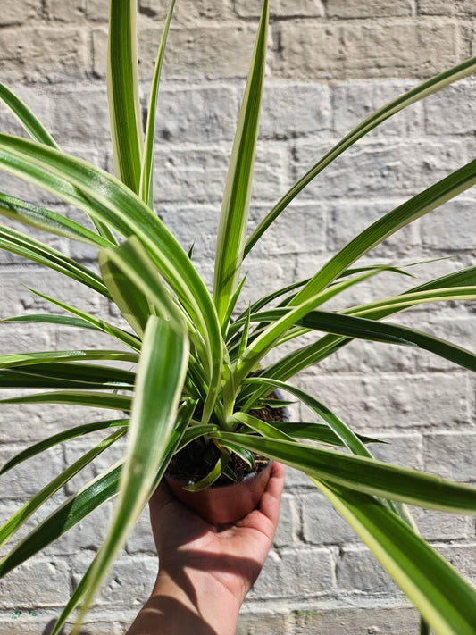 Chlorophytum comosum (Spider Plant)