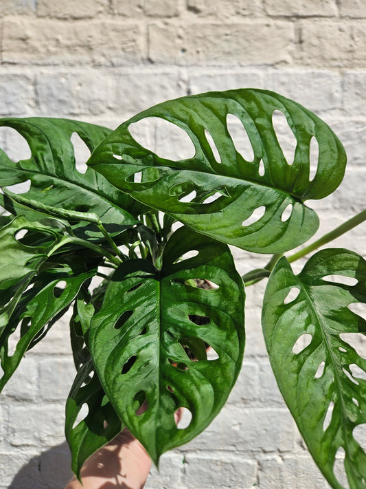 Monstera adansonii 'Monkey mask' (Cheeseplant) Various sizes available