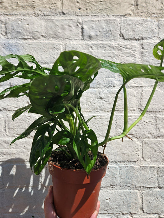 Monstera adansonii 'Monkey mask' (Cheeseplant) Various sizes available