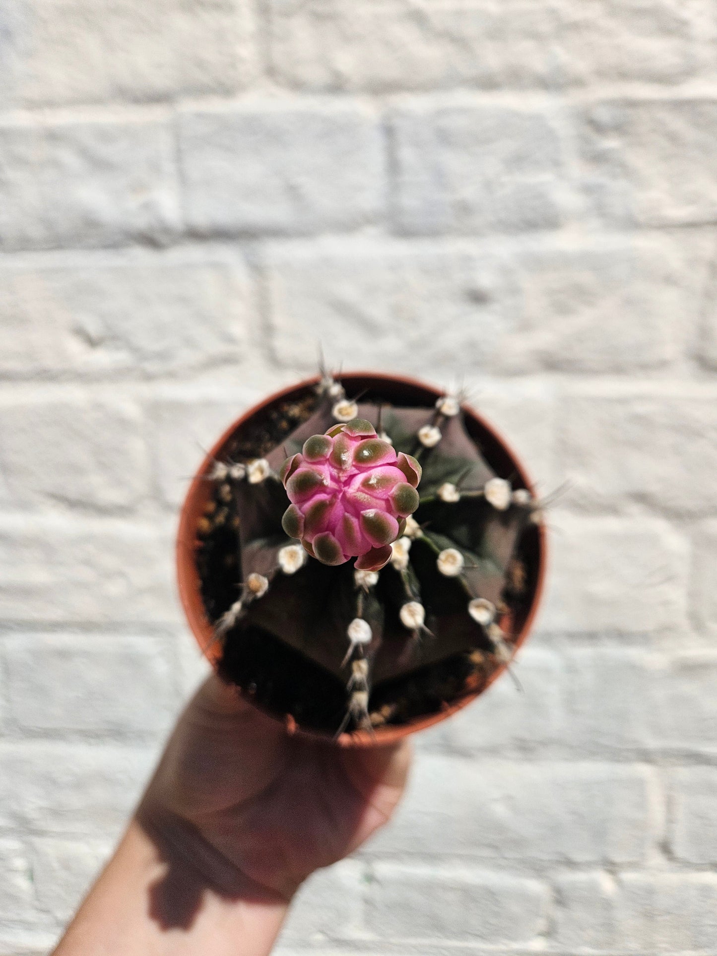 Gymnocalycium friedrichii (Ruby ball)