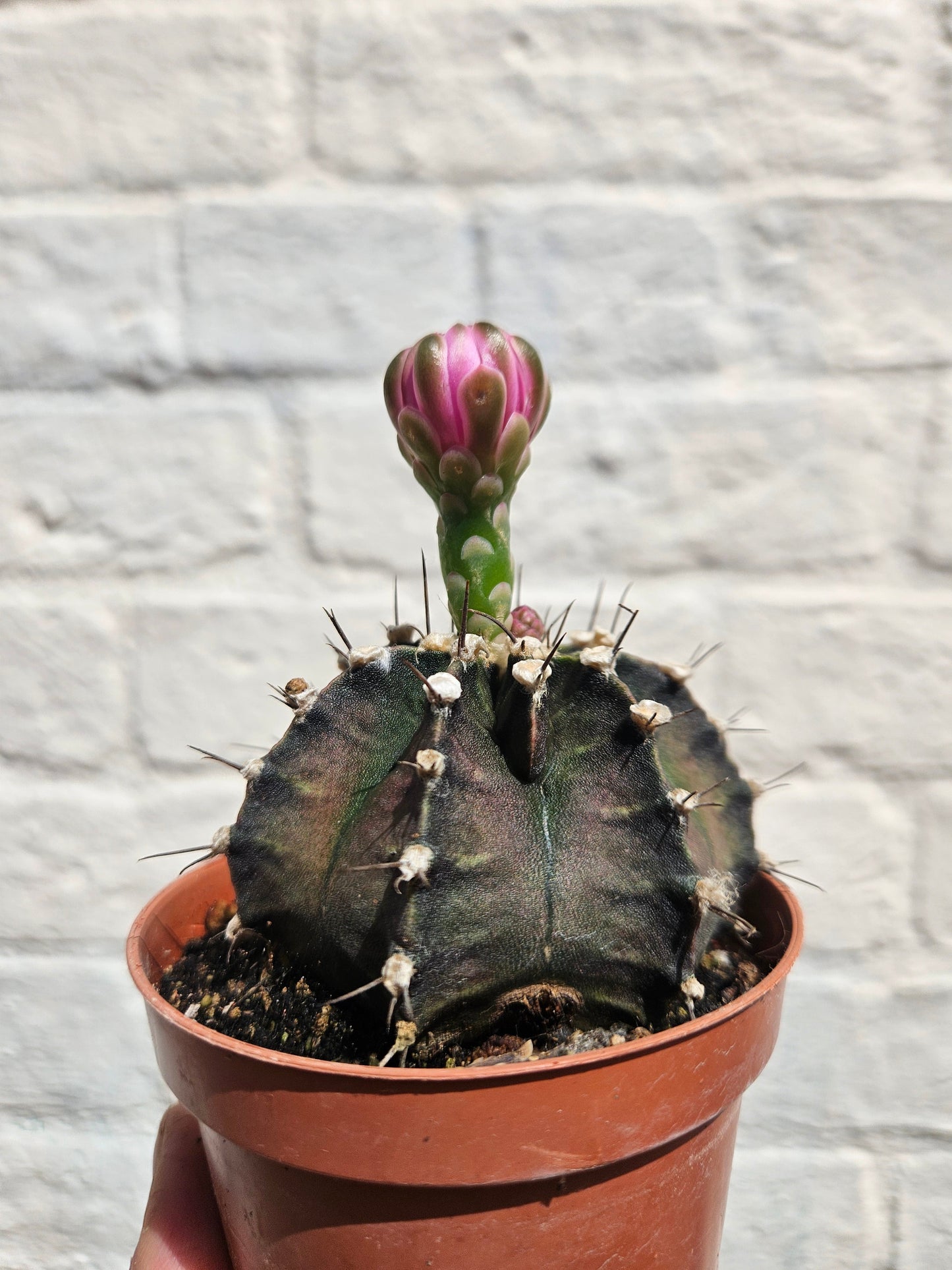 Gymnocalycium friedrichii (Ruby ball)