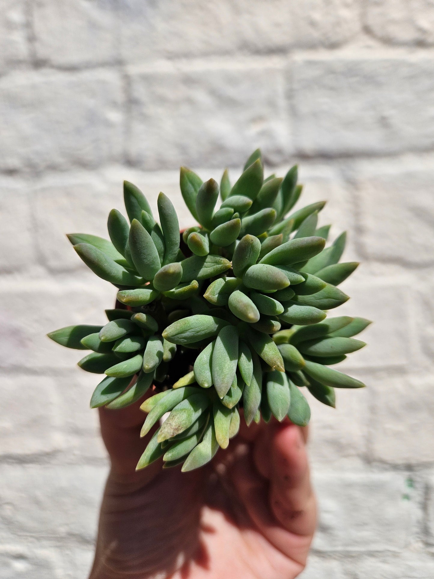 Sedum (Various Varieties)