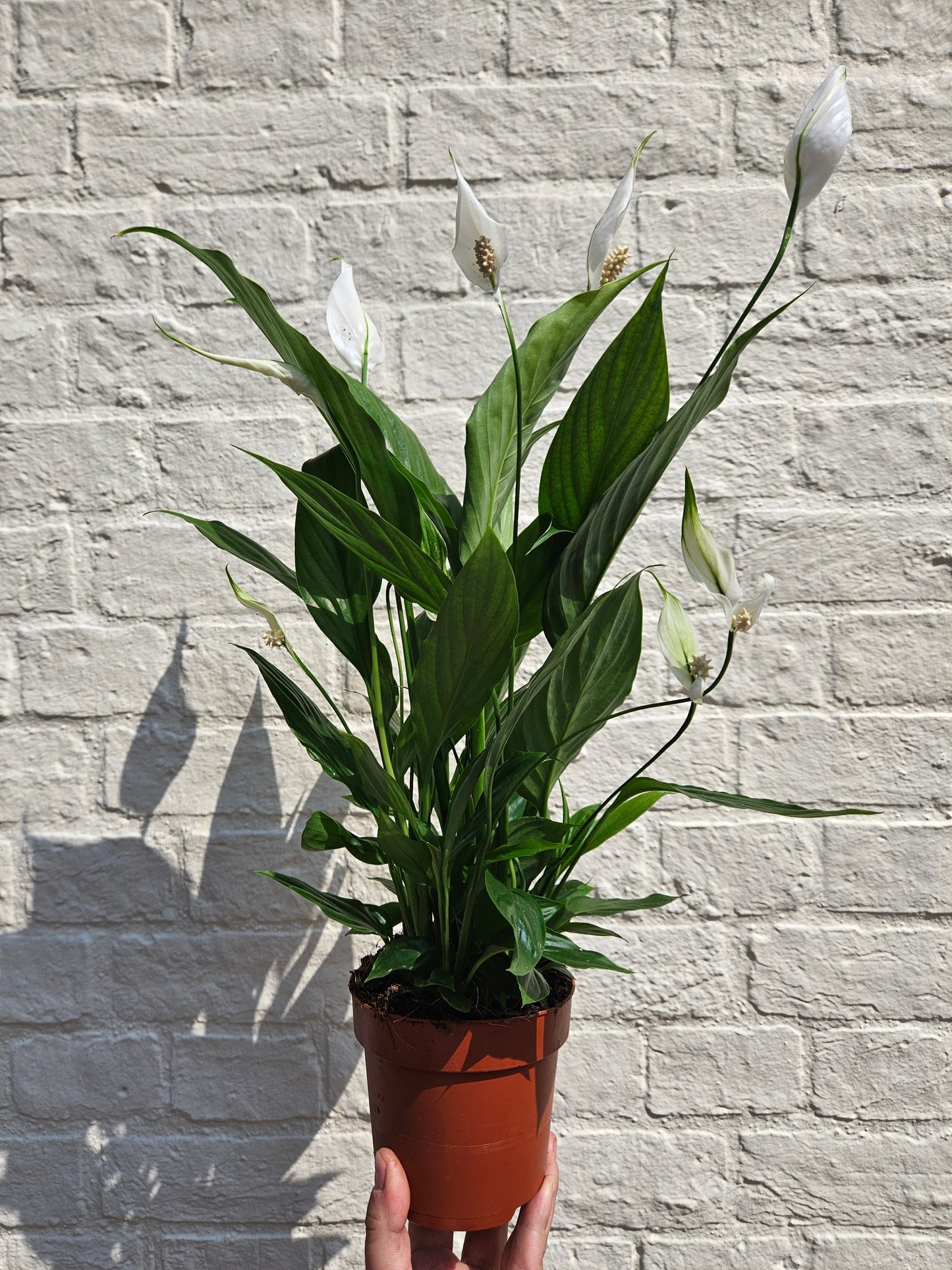 Spathiphyllum 'Pearl Cupido'- Peace lily
