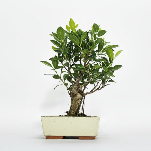 Ficus Microcarpa (Banyan Fig) Indoor Bonsai Tree | Broom | In 20cm Pot