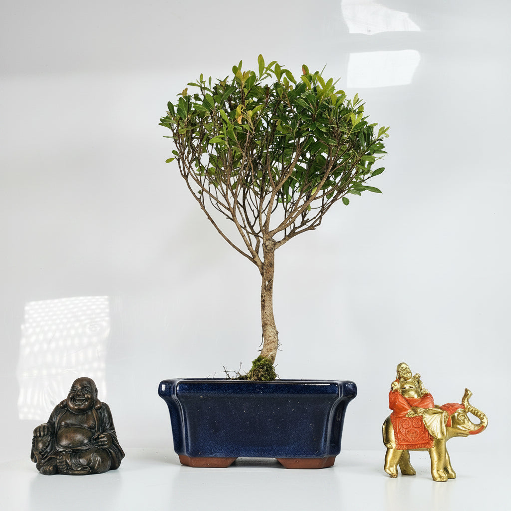 Brush Cherry (Syzygium) Bonsai Tree | Broom | In 15cm Pot