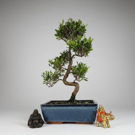 Brush Cherry (Syzygium) Bonsai Tree | Shaped | In 25cm Pot