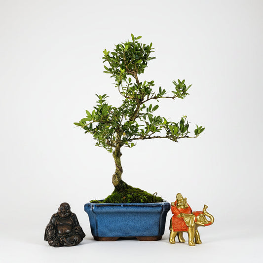 Japanese Holly (Ilex Crenata) Bonsai Tree | Shaped | In 15cm Pot