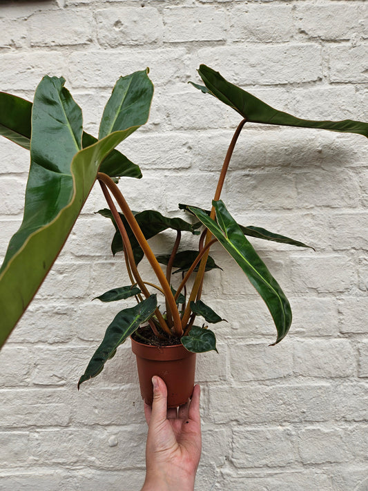 Philodendron billetiae 'Billie' (Emerald Vine Philodendron)