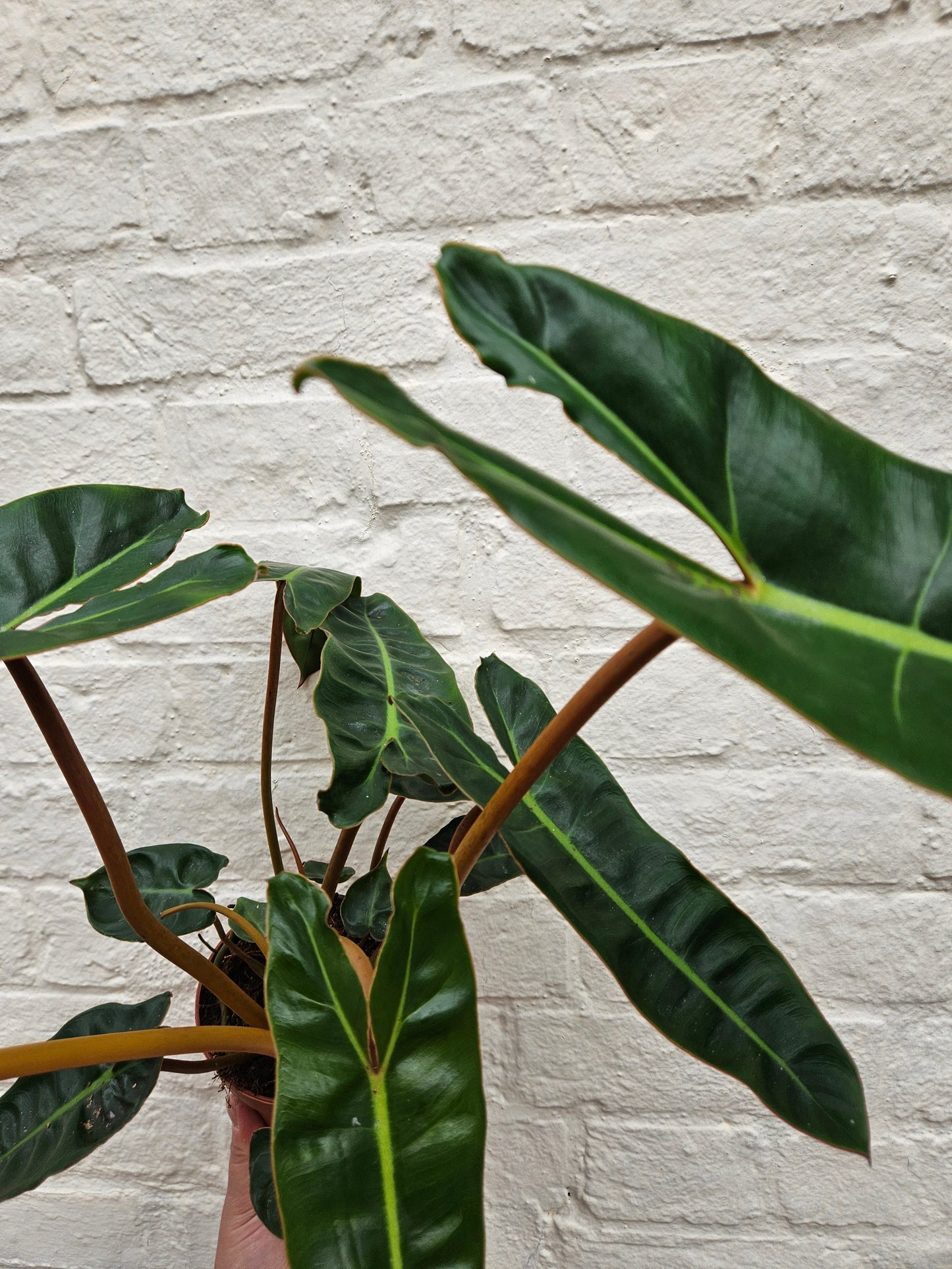 Philodendron billetiae 'Billie' (Emerald Vine Philodendron)