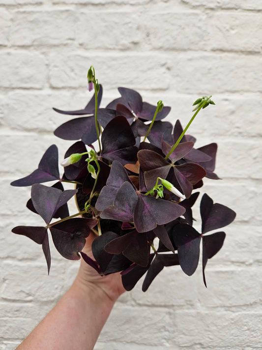 Oxalis triangularis (False Shamrock / purple plant)