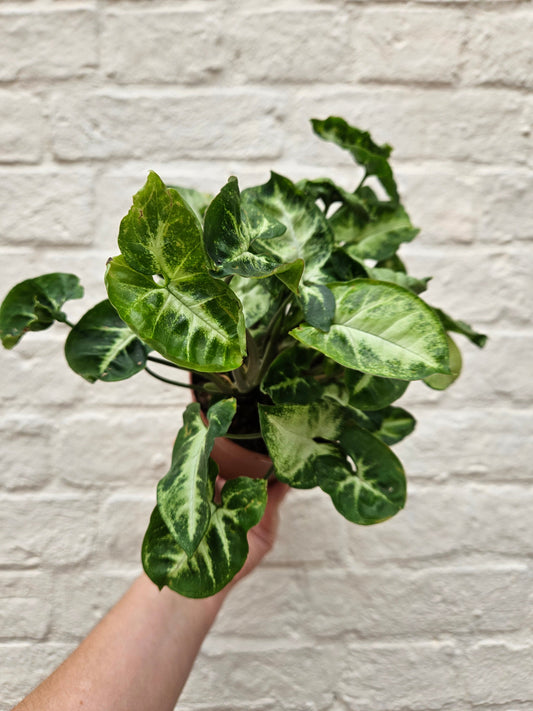 Syngonium podophyllum 'Pixie' (Arrowhead plant/ Butterfly plant)