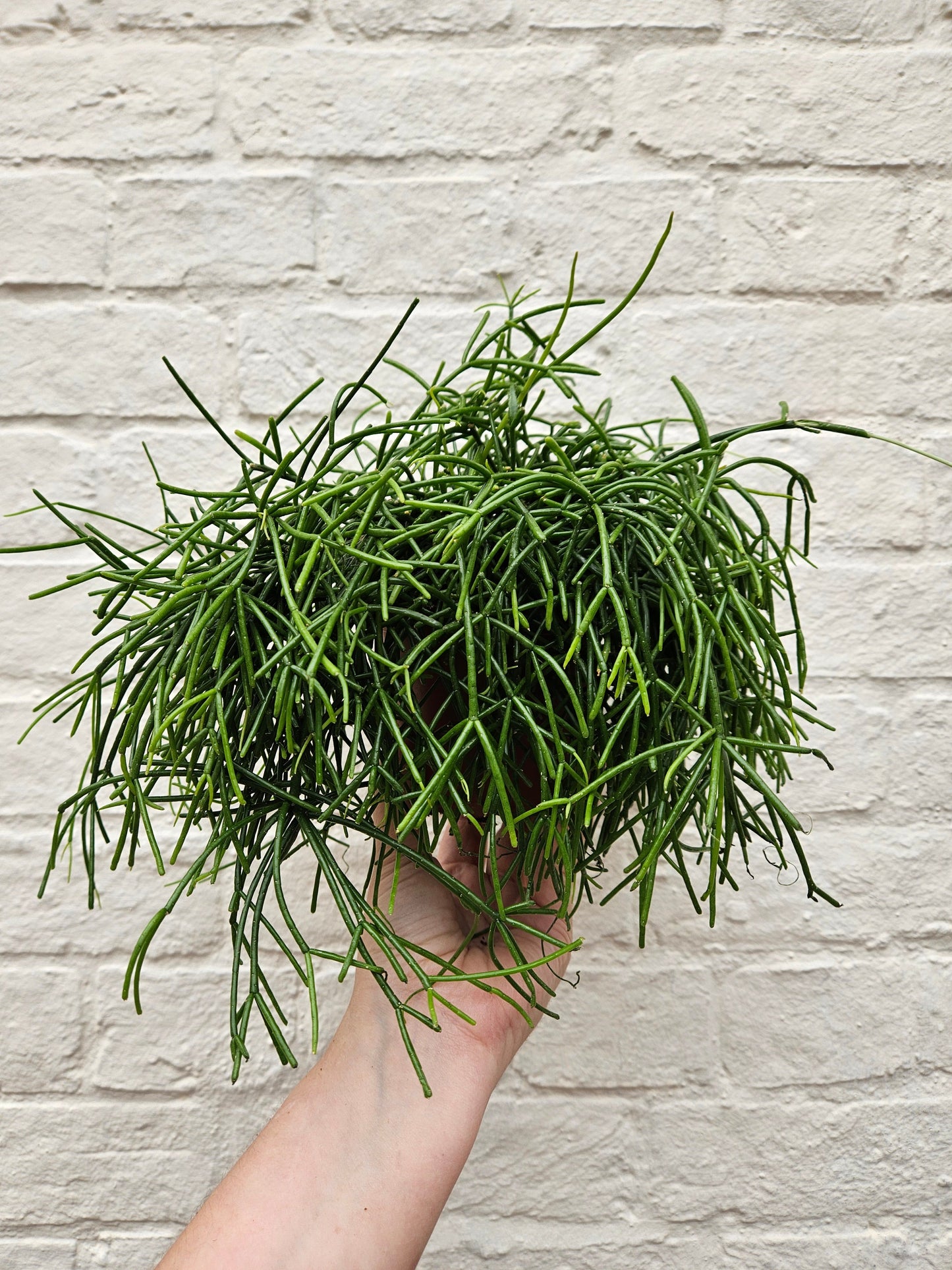 Rhipsalis baccifera 'Oasis' (Mistletoe Cactus)