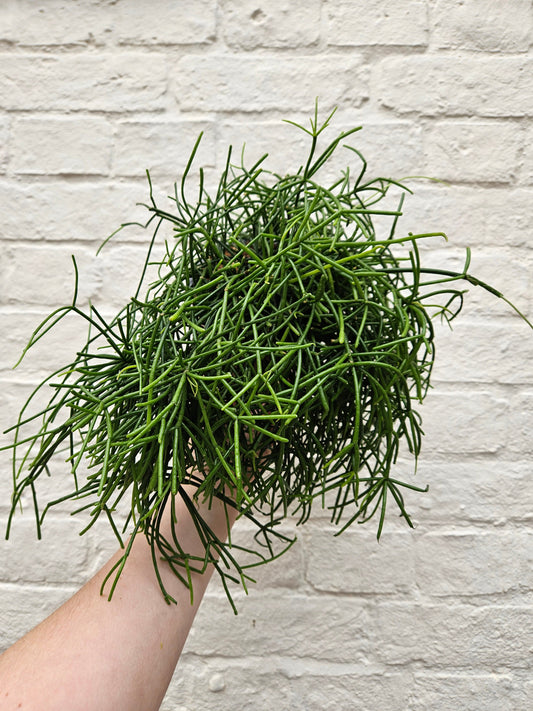Rhipsalis baccifera 'Oasis' (Mistletoe Cactus)