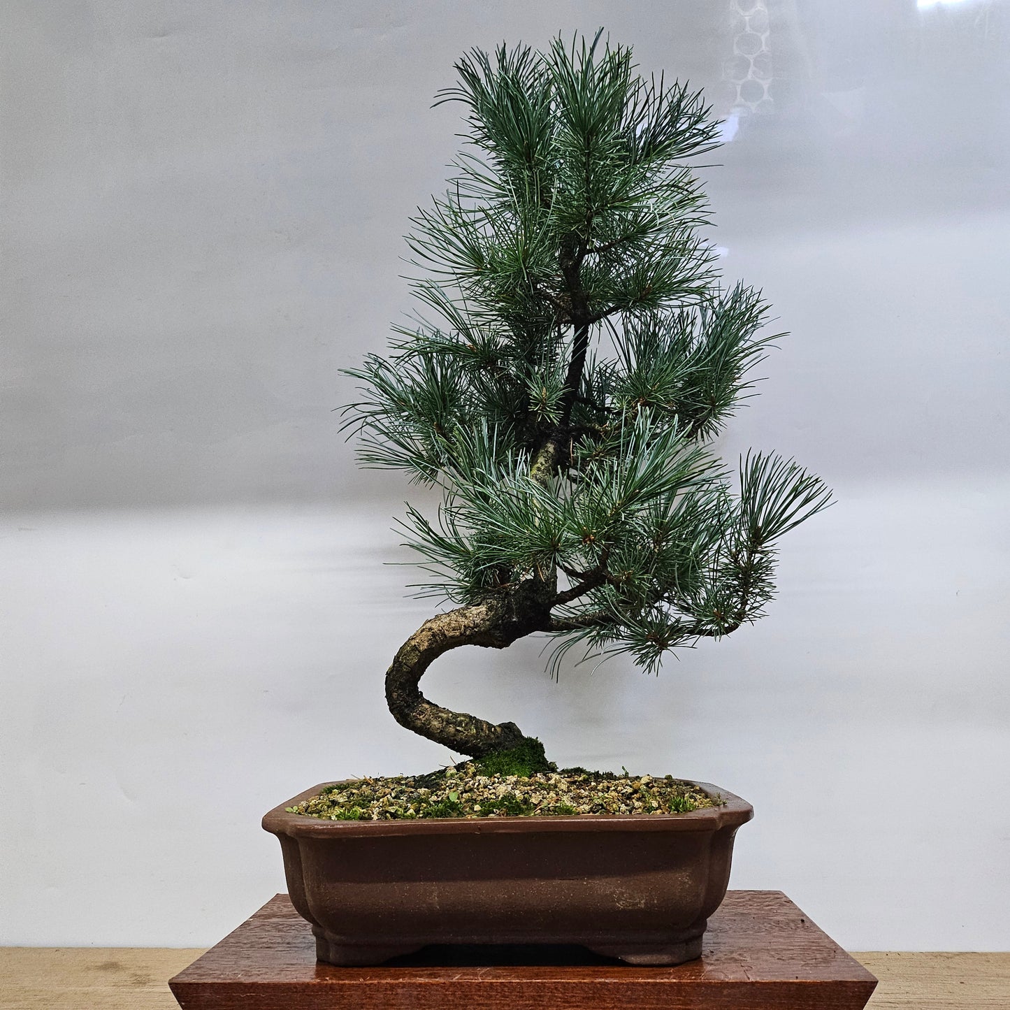 Japanese White Pine Bonsai Tree (Pinus Parviflora) | Shaped | In 25cm Pot