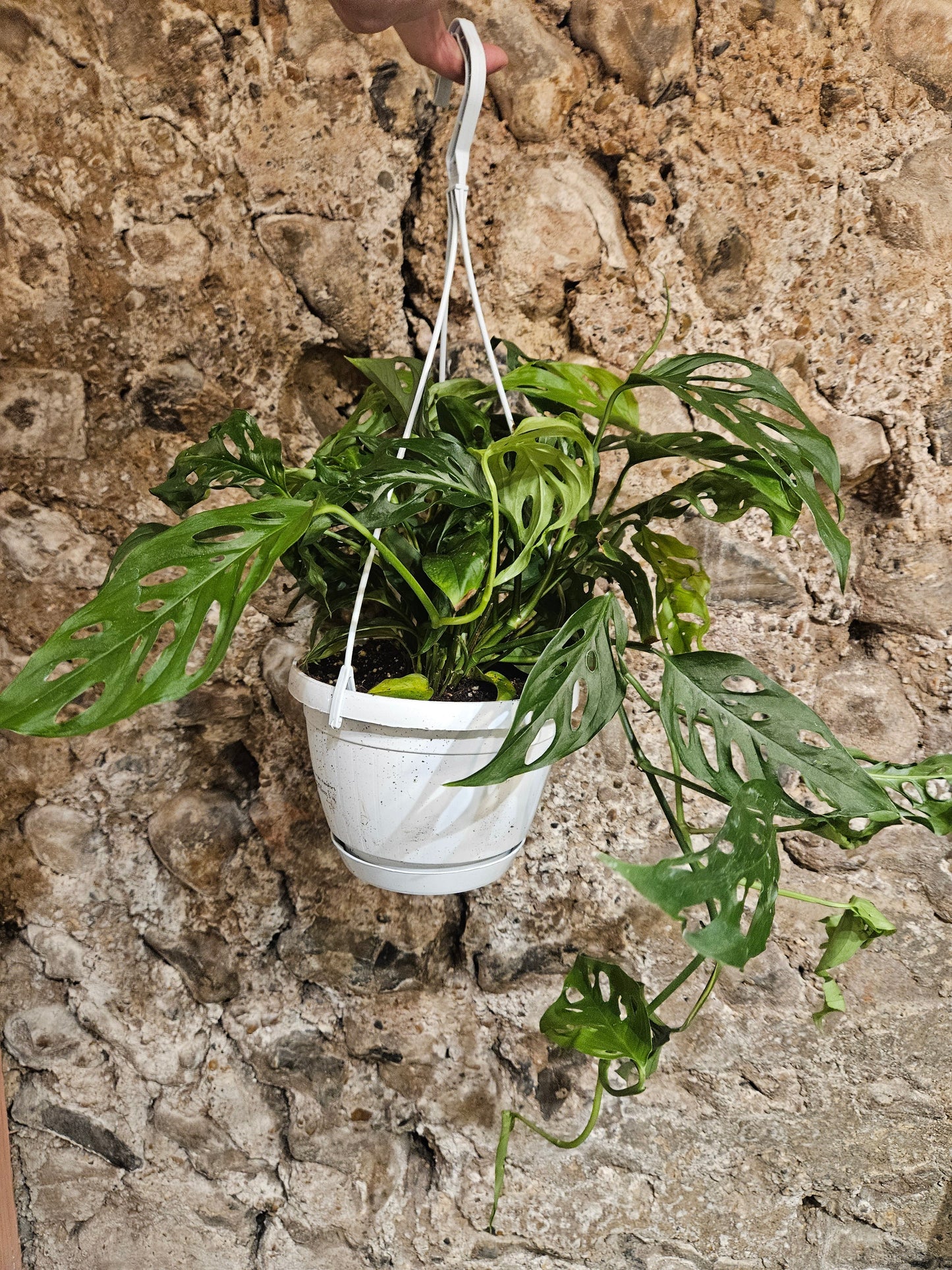 Monstera adansonii 'Monkey mask' (Cheeseplant) Various sizes available